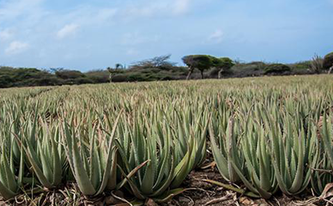 Going Beyond the Green of our Aloe Fields