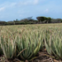 Going Beyond the Green of our Aloe Fields